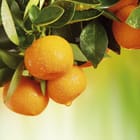 Miniatura fototapety Gałąź z pomarańczowymi owocami