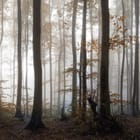 Miniatura fototapety Tajemniczy Las z Mgłą