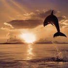 Miniatura fototapety Delfin o zachodzie słońca