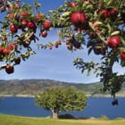 Miniatura fototapety Czerwone jabłka na tle gór