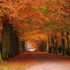 Miniatura fototapety Jesienna aleja w lesie o świcie