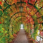 Miniatura fototapety Tunel z kolorowymi liśćmi