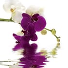 Miniatura fototapety Fioletowe i białe orchidee nad wodą