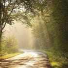 Miniatura fototapety Kręta droga w lesie o świcie