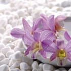 Miniatura fototapety Fioletowe orchidee na kamieniach