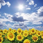 Miniatura fototapety Pole słoneczników pod niebem