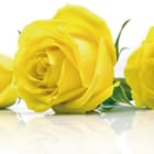 Miniatura fototapety Trzy żółte róże na białym tle