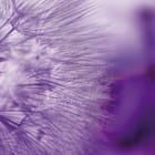 Miniatura fototapety Zbliżenie dmuchawca w fioletach