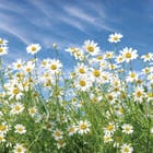 Miniatura fototapety Pole stokrotek pod niebem