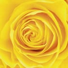 Miniatura fototapety Żółty kwiat róży z bliska