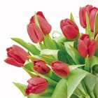 Miniatura fototapety Bukiet czerwonych tulipanów na białym tle