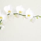 Miniatura fototapety Białe Orchidee na Łodydze