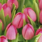 Miniatura fototapety Różowe tulipany z zielonymi liśćmi