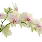 Miniatura fototapety Gałązka storczyków na białym tle