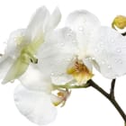 Miniatura fototapety Białe Orchidee z Kroplami Wody