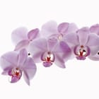 Miniatura fototapety Storczyki na jasnym tle