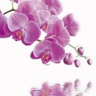 Miniatura fototapety Różowe orchidee nad wodą