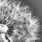 Miniatura fototapety Dmuchawce w czerni i bieli