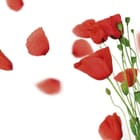 Miniatura fototapety Czerwone maki na białym tle