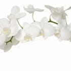 Miniatura fototapety Biały storczyk na zielonej gałązce