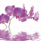 Miniatura fototapety Fioletowe orchidee nad wodą