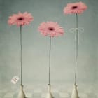 Miniatura fototapety Różowe gerbery w eleganckich wazonach