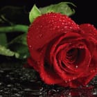 Miniatura fototapety Czerwona róża z kroplami wody