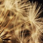 Miniatura fototapety Dmuchawiec w zbliżeniu