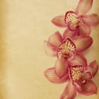 Miniatura fototapety Orchidee na beżowym tle