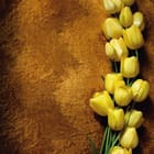 Miniatura fototapety Żółte tulipany na ciemnym tle