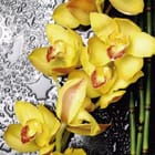Miniatura fototapety Żółte orchidee na mokrej powierzchni