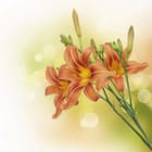 Miniatura fototapety Pomarańczowe lilie na tle bokeh