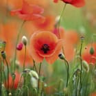 Miniatura fototapety Czerwone maki na zielonej łące