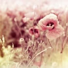 Miniatura fototapety Kwiaty maku na pastelowej łące