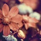 Miniatura fototapety Stokrotki z kroplami wody