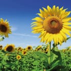 Miniatura fototapety Słoneczniki na tle błękitnego nieba