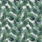 Miniatura fototapety Zielone liście bananowca na bieli