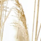Miniatura fototapety Kwiaty polne w lekkim wietrze - realne zdjęcie w rolce