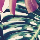 Miniatura fototapety Monstera w zieleni na jasnym tle - realne zdjęcie w rolce