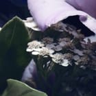 Miniatura fototapety Bukiet jasnofioletowych piwonii - jakość wydruku i struktura materiału
