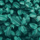 Miniatura fototapety Zielone liście z wyraźnymi żyłkami