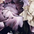 Miniatura fototapety Kwiaty Piwonii w Różu i Fiolecie - realne zdjęcie w rolce