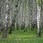 Miniatura fototapety Spokojny las brzozowy