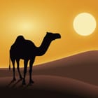 Miniatura fototapety Sylwetka wielbłąda na pustyni