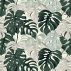 Miniatura fototapety Monstera na jasnym tle