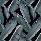 Miniatura fototapety Liście bananowca na ciemnym tle