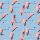 Miniatura fototapety Lecące flamingi na niebieskim tle