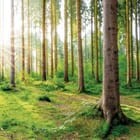Miniatura fototapety Las o świcie z wysokimi drzewami