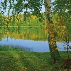 Miniatura fototapety Brzozy nad jeziorem z odbiciem