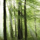 Miniatura fototapety Las o świcie z promieniami słońca